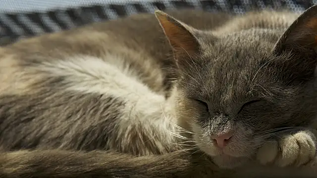 tattooed test online show from February 27, 2026, 8:14 am