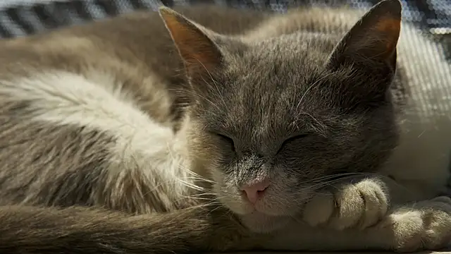 tattooed test online show from December 12, 2024, 8:03 am