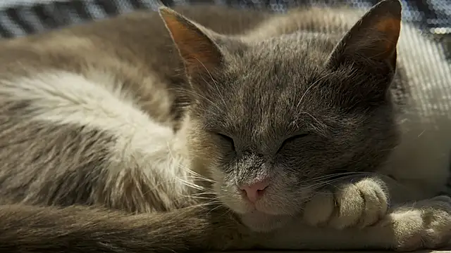 tattooed test online show from December 13, 2024, 7:58 am