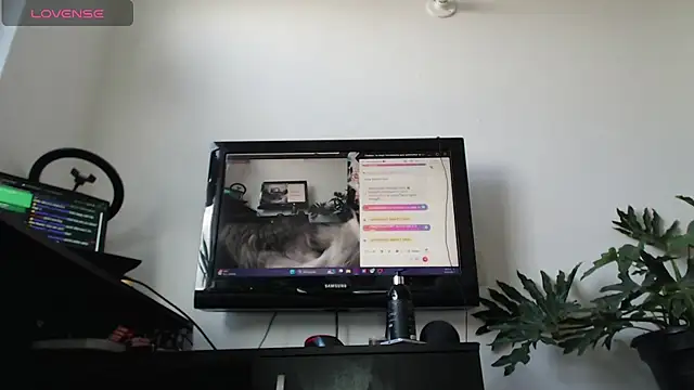 cat salo online show from March 2, 2025, 1:53 pm