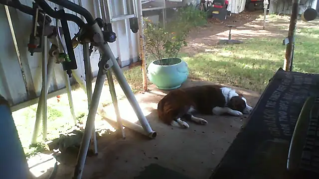 Snapshot of herbie010666 chatting on May 24, 2026, 4:12 am herbie010666 online show from May 24, 2026, 4:12 am
