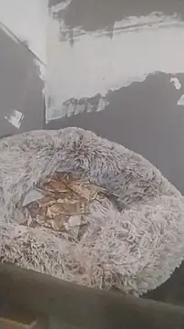 247Srokin online show from December 19, 2025, 7:33 am