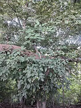 Rinku5553 online show from October 15, 2025, 2:32 am