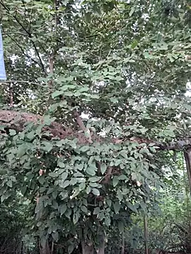 Rinku5553 online show from September 23, 2025, 2:18 am