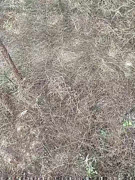 Gopal1243 online show from March 25, 2026, 1:28 am