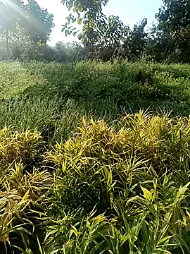 Snapshot of Desi_Rider_Aadi chatting on December 30, 2024, 3:47 am Desi Rider Aadi online show from December 30, 2024, 3:47 am